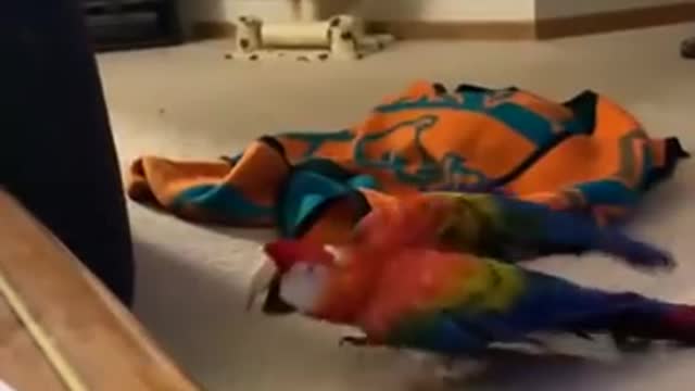 Reaction, the parrot is just in shock