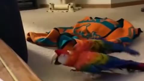 Reaction, the parrot is just in shock