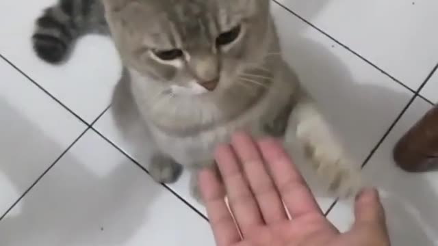 kungfu cat