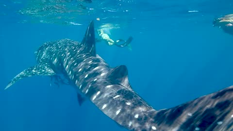 Scuba divers swim with the largest Whale Shark