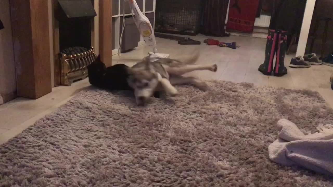 Cat chases off affectionate husky puppy