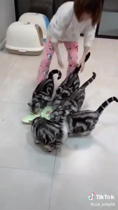 Hilarious Cat Memes - 35 -😹-5 kittens eat together, no problem!