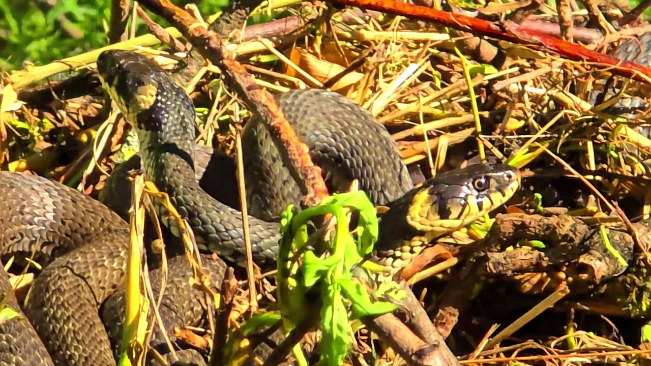 Snakes relaxing in the brushwood / Beautiful grass snakes on a brushwood pile.