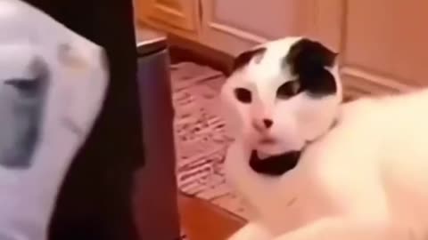 Funny cat part-2