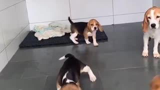 Fearless Beagles Are Not Afraid of the Mop