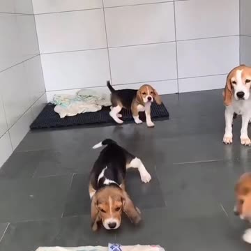 Fearless Beagles Are Not Afraid of the Mop