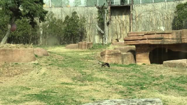 lions eating meat in a ball of meat