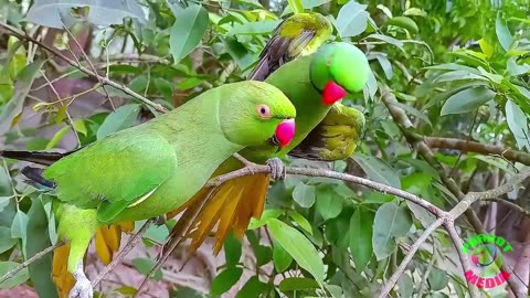 Parrot