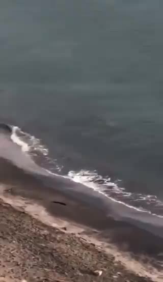 Tiburón en las playas de Cartagena