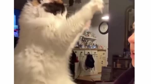 Witchy Cat