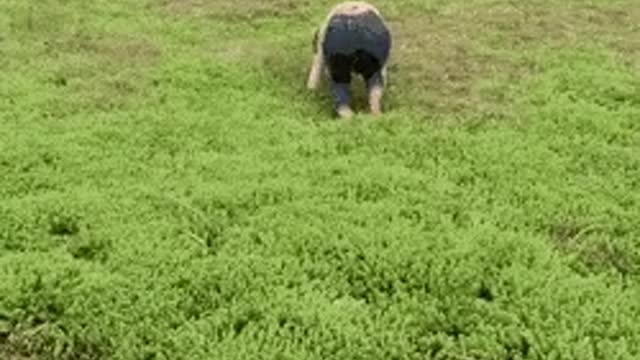 How to escape quicksand at Mont Saint Michel in France