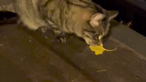 Anyone else’s cat like to play with leaves