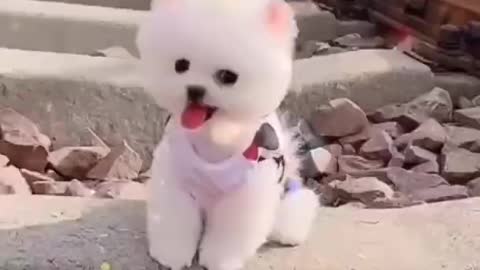 Cute puppy video 😍