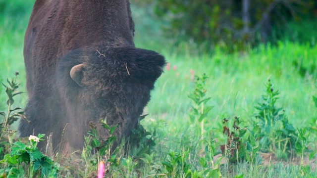 Early Morning Bison Decides to Charge