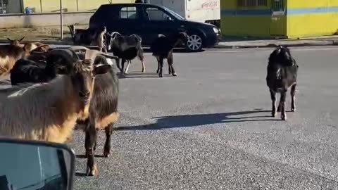 Goat on road