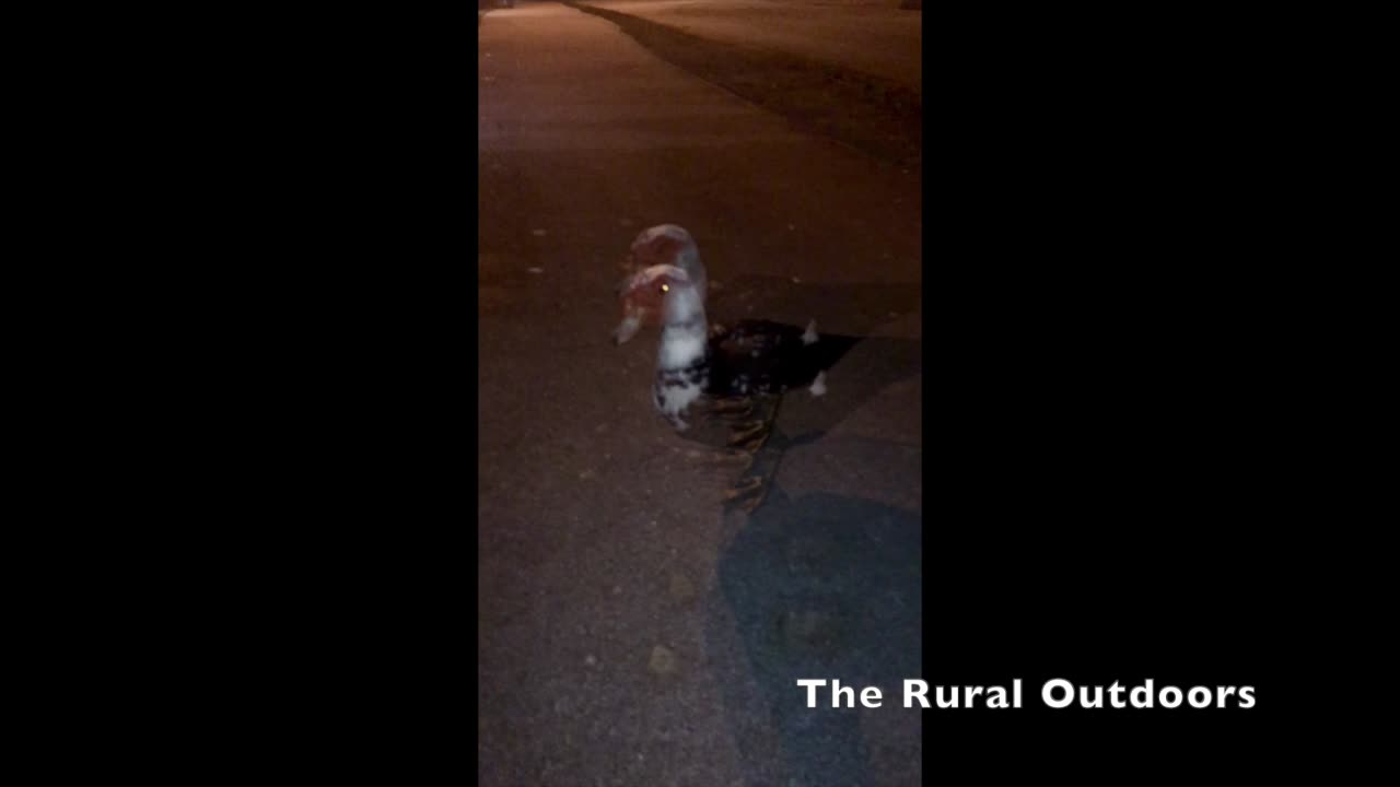 What's Up Duck? | The Rural Outdoors