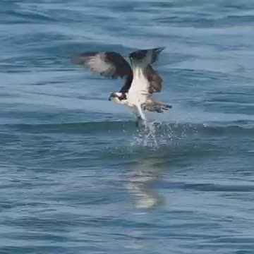 eagle hunting fish
