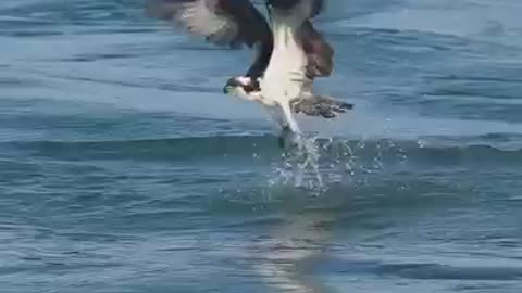 eagle hunting fish