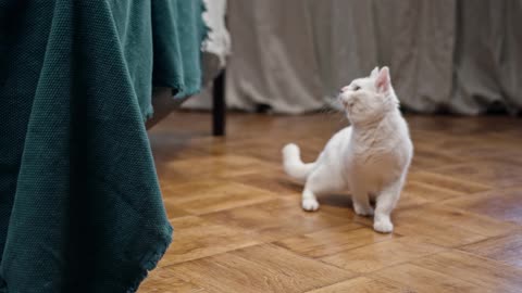 fluffy white cat