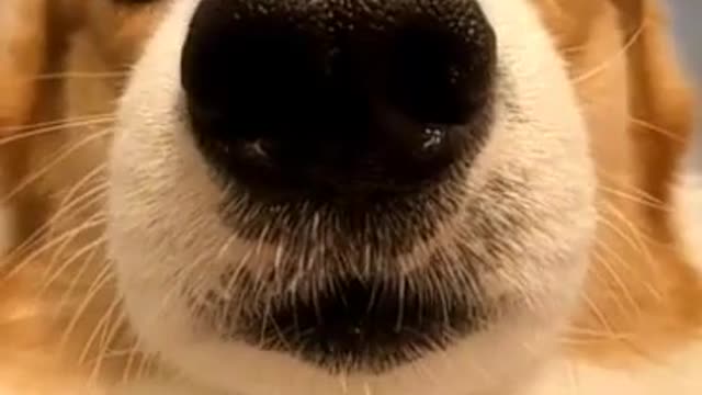 The dog has many black heads on its nose