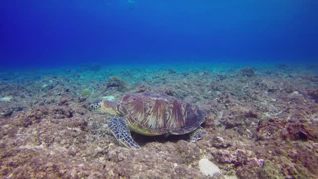 Turtle swimming against the surface