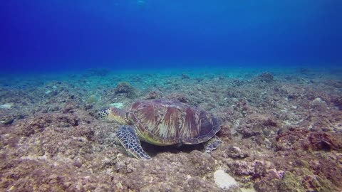 Turtle swimming against the surface