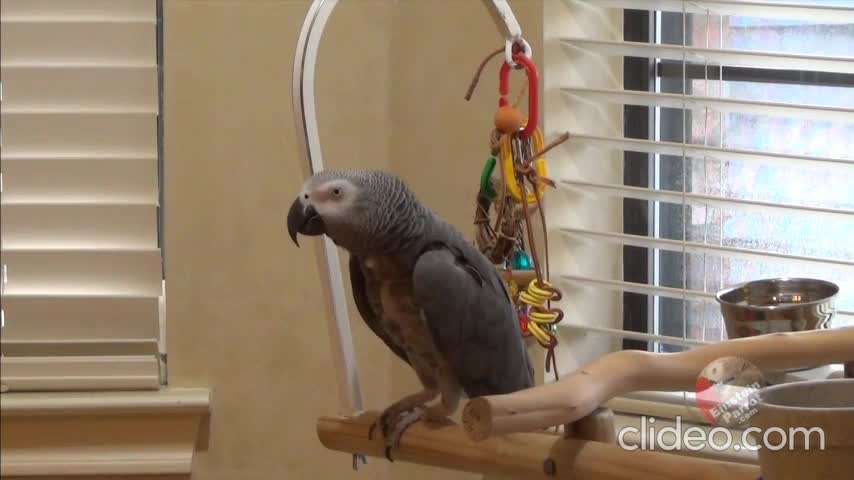 Demanding parrot insists that his owner be quiet