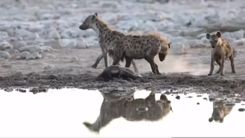 HONEY BADGER VS HYENAS