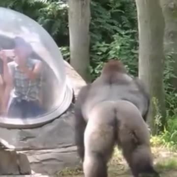 Funny Monkeys make me Happy