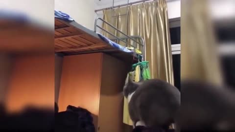 Cat Tries To Jump Into Bed & Fails Miserably (Very Funny)