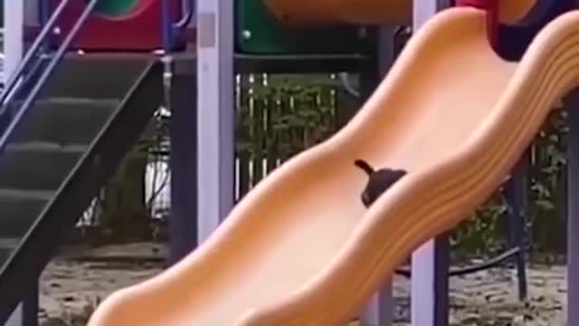 Funniest Cats and Dogs πΆπ± | Funny Animal Videos #3
