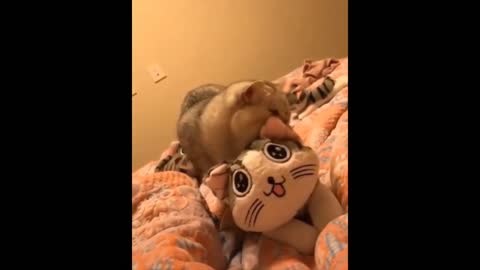 Intruging Cat Videos to make you week --21