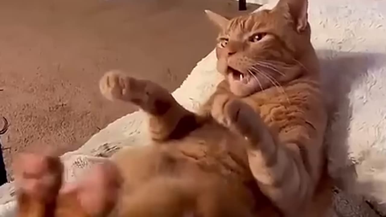 Animals Funny video