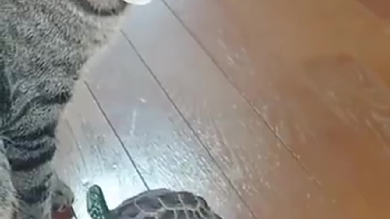 The skateboarding turtle and the kitten