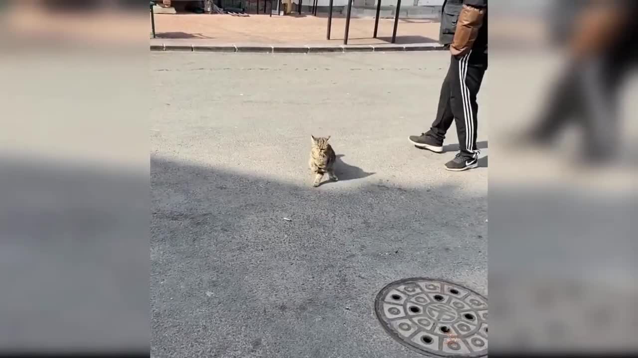 Cat video