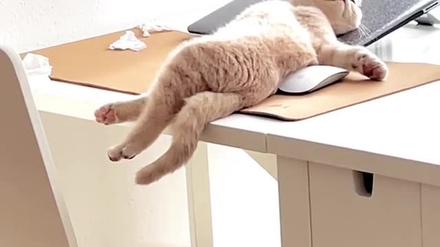 Kitten 😸😸