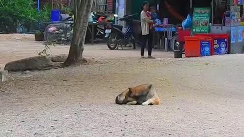 Troll Prank Dog Funny & Fake Lion and Fake Tiger Prank To Dog & Huge Box Prank to Dog