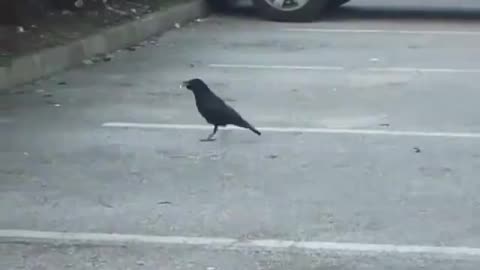 THIS CROW SHARES THE BREAD HE FOUND WITH MOUSE