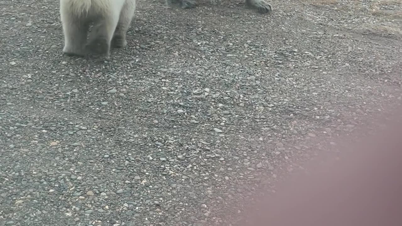 Loose Dog Yaps At Polar Bear Family