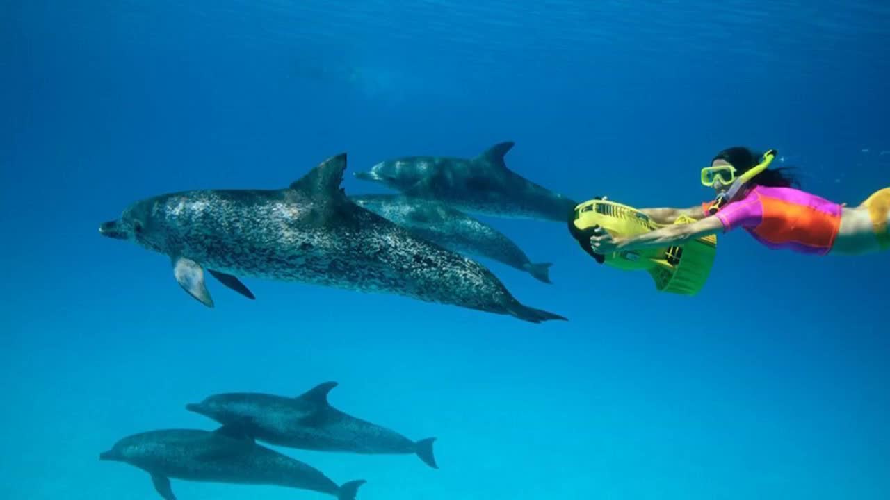 Scuba diver has close encounter with ocean's top predator