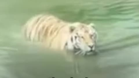 FUNNY TIGER