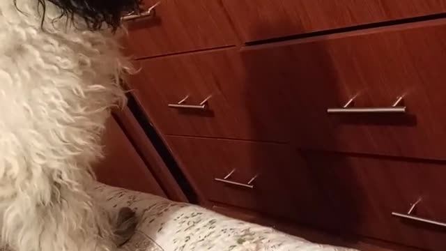 Perro