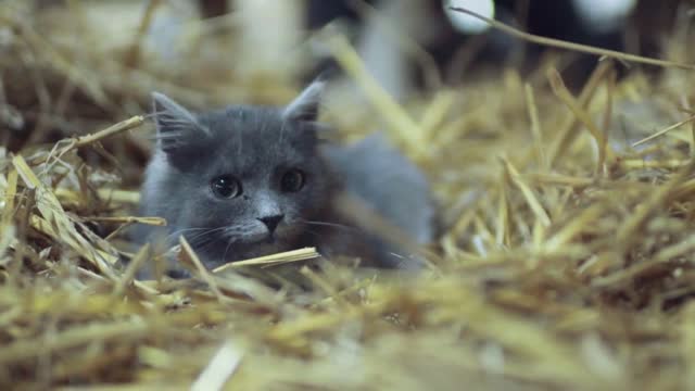 Attentive, frightened gray cat with green eyes lies in the hay, looks right towards the camera