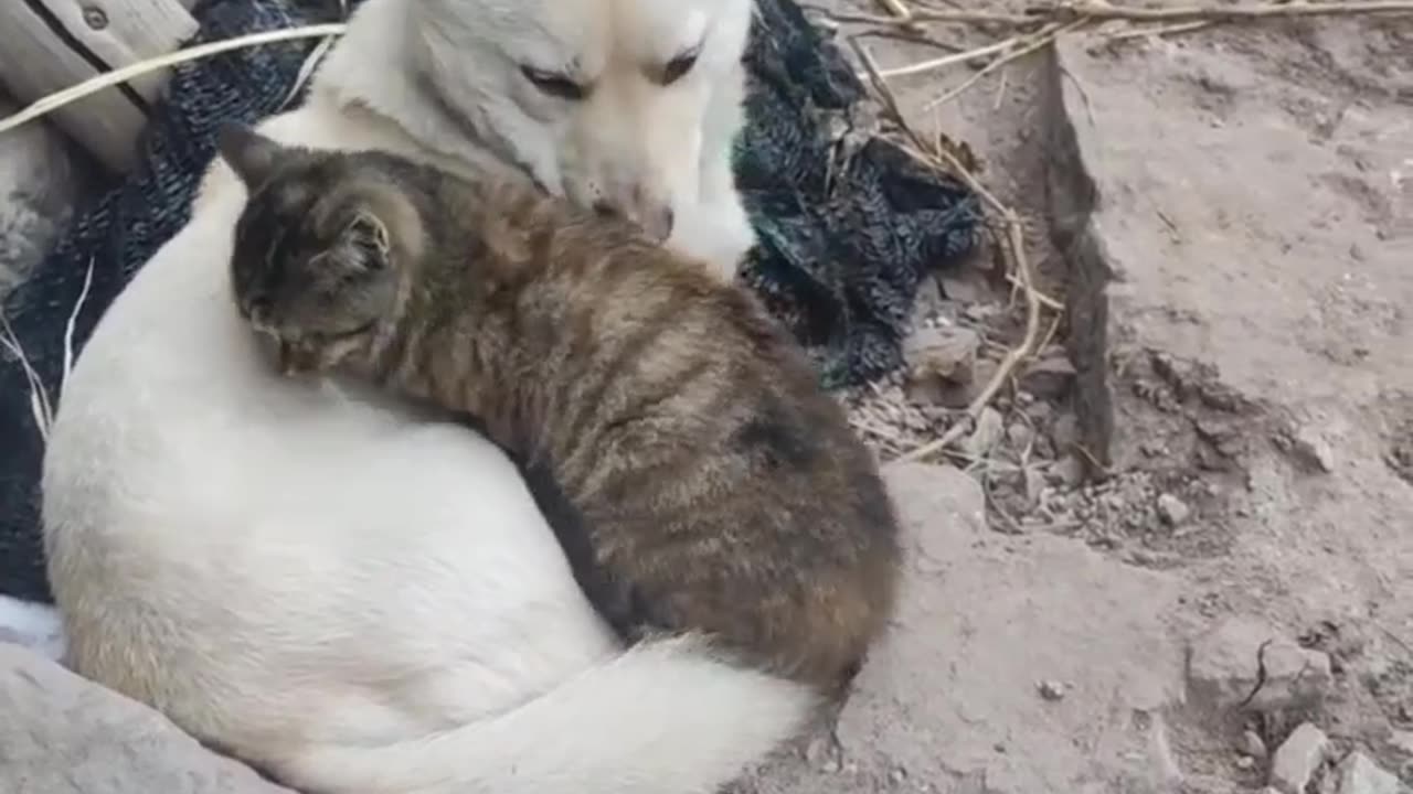 Adorable Moment: Cat Comfortably Lays on Dog and Falls Asleep!