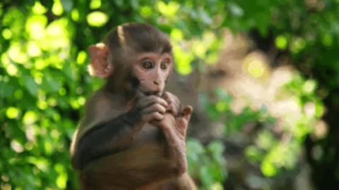 Funniest Monkey - cute and funny monkey videos (Copyright Free) Full HD