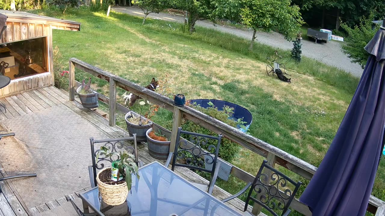 Dog Gets Stuck in Chair While Trying to Chase Coyote