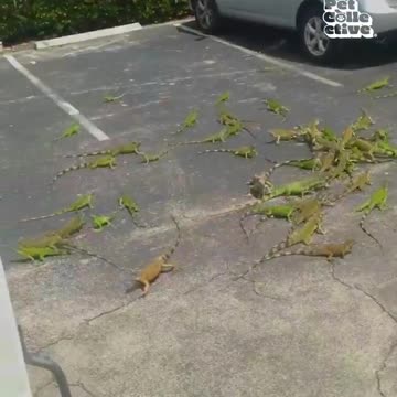 Funniest pets😁😁