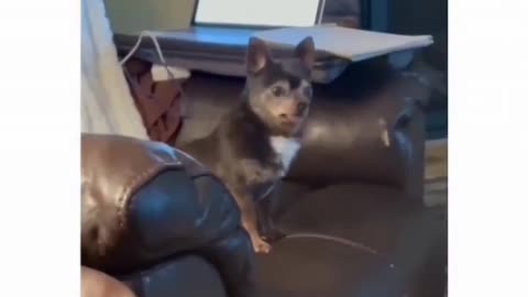Funny 🐕dog