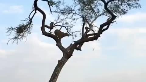 A leopard tries to chase a monkey