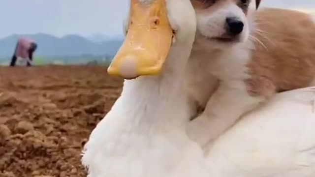 Funny Dog Videos 2022😂🐕 ! Try Not To Laugh